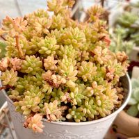 姫秋麗,姫秋麗xプロリフィカ,花団錦,つぶつぶ屋ざらめ,つぶつぶ屋　お静の画像