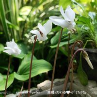 原種シクラメン,꒰ღ˘◡˘ற꒱かわゅ~,植物のある暮らし,熱中症注意,頑張れ熊本！の画像
