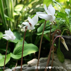 原種シクラメン,꒰ღ˘◡˘ற꒱かわゅ~,植物のある暮らし,熱中症注意,頑張れ熊本！の画像