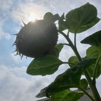 皇帝ダリア,皇帝ダリア,ヒマワリ,ヒマワリ,ブッドレアの画像
