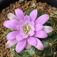サボテンの画像