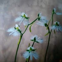 サギソウ,サギソウ,サギソウ,ラン科 さぎ草,鷺草　サギソウの画像