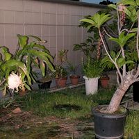 サガリバナ,月下美人,熱帯植物の画像