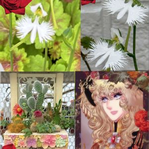 サギソウ,チャッピー,サボテンの寄せ植え,あしかがフラワーパーク,❤️いいね、ありがとうの画像