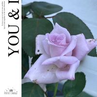 バラ,美しい,爽やか,花のある暮らし,素敵の画像