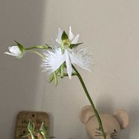 サギソウ,花のある暮らし,今日のお花,遊びゴコロ,チーム愛知の画像