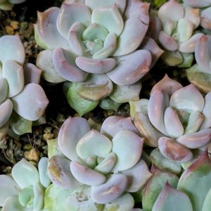 オジギソウ,アモエナ×リラシナ,多肉植物,葉挿し,多肉寄せ植えの画像