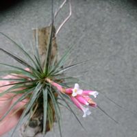 ティランジア,Tillandsia,エアプランツの画像
