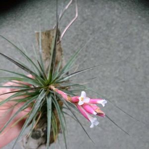 ティランジア,Tillandsia,エアプランツの画像