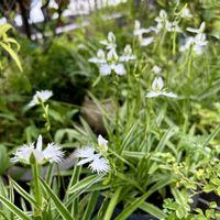 サギソウ,サギソウ 銀河,山野草,水苔,花のある暮らしの画像