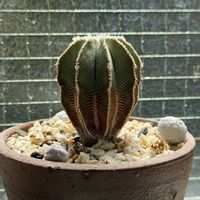 アズテキウム属・ヒントニー,aztekium hintonii,東京,緑のある暮らし,キッチンの出窓の画像