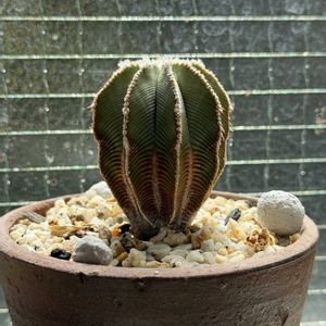 アズテキウム属・ヒントニー,aztekium hintonii,東京,緑のある暮らし,キッチンの出窓の画像