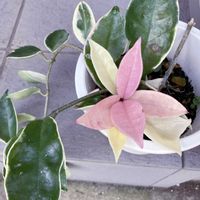 ホヤ(サクララン),花のある暮らし,葉っぱが綺麗,おうち園芸の画像