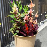 ケイトウ,花のある暮らし,植物のある暮らし,植中毒,ゲブラナガトヨの画像