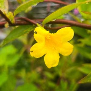 カロライナジャスミン,カロライナジャスミン,カロライナジャスミン,カロライナジャスミン,花と蕾ですの画像