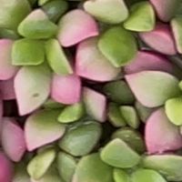桜吹雪,サクラフブキ,多肉植物,多肉初心者,多肉ちゃんの画像