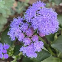 アゲラタム,アゲラタム,散歩,花散歩,花のある暮らしの画像