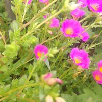 ポーチュラカ,夏の花,放置栽培,お花のある暮らし,庭に咲くお花たちの画像