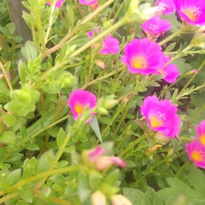 ポーチュラカ,夏の花,放置栽培,お花のある暮らし,庭に咲くお花たちの画像