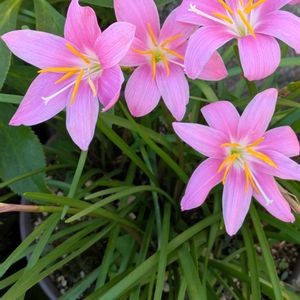 ゼフィランサス,玄関前,はなのある暮らし,小さな庭,玄関アプローチの画像