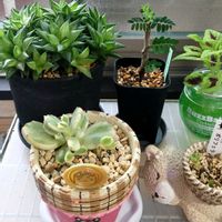 熊童子,多肉植物,2のつく日は斑入りの日,斑入り見つけ隊♪の画像
