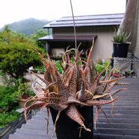 アロエ,アロエスプラフォリアータ,新潟県の画像