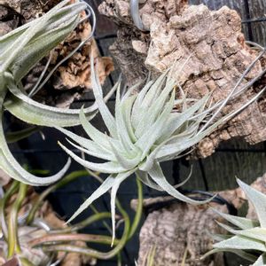 チランジア,ガルドネリ ルピコラ,観葉植物,成長記録,エアープランツ/チランジアの画像