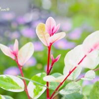 洋種小判の木　朱里,かわいいな♡,植物のある暮らし,植中毒,おうち園芸の画像