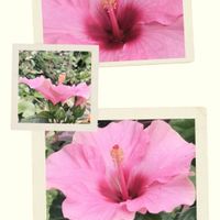 ハイビスカス,鉢植えの画像