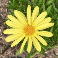 ユリオプスデージー,お出かけ先にての画像
