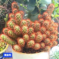 サボテン,黄金司,サボテン☆,植物男子ベランダー,マミラリア属 黄金司の画像