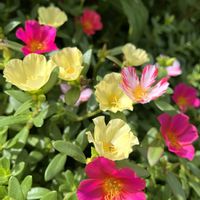 ポーチュラカ,ありがとう♡,感謝♡,今日も笑顔で♡,お花に癒されての画像