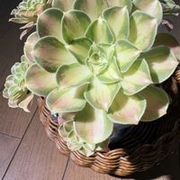 多肉植物,アエオニウム,植物家族,アエオニウム　ショウカの画像