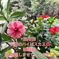 ハイビスカス,プルメリア,フィロデンドロン,ハイビスカス ロングライフ,インドアハイビスカス サニーシティーの画像