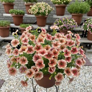 ペチュニア,ペトコア ガリバースト ネクタリン,ガーデニング初心者,花工房すなが,ペチュニア♬さきざるの画像
