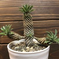 ソテツキリン,蘇鉄麒麟,多肉植物,鉢植え,ユーフォルビアの画像