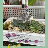 多肉植物,今日の一枚,ありがとう♡,ほったらかし多肉,8月の画像
