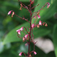 ヒューケラ,ツボサンゴ（ヒューケラ）,小さな花,グランドカバー,ユキノシタ科の画像