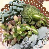 多肉植物,多肉丼,斑入り好き♡,フクロウ祭,空想の窓の画像