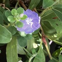 アメリカンブルー,アメリカンブルー,アメリカンブルー,カマキリ　羽を負傷してるみたい,カマキリの画像