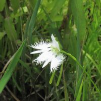 サギソウ,藪茗荷,キツネノボタンの画像