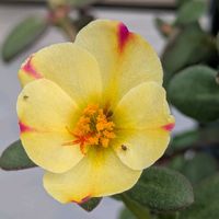 寄植え,ハンギング,小さな庭,玄関アプローチ,庭の画像