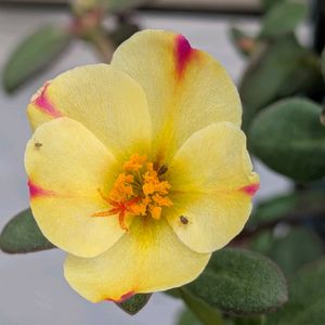寄植え,ハンギング,小さな庭,玄関アプローチ,庭の画像
