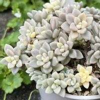 姫秀麗錦,多肉植物,多肉のある暮らし,多肉女子,つぶつぶの日の画像