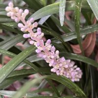 カーネーション,ヤブラン,山野草,山野草大好きの画像