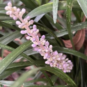 カーネーション,ヤブラン,山野草,山野草大好きの画像