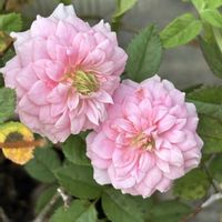 クチナシ,ミニバラ,小さな庭の画像
