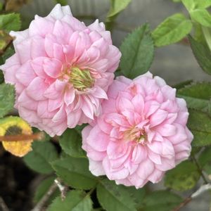 クチナシ,ミニバラ,小さな庭の画像