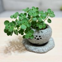 アメリカンブルー,アメリカンブルー,バジル,アロマ ティカス,青い花の画像