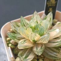 ハオルチア,プロリフィカ×レッドエボニー,ハオルチアシンビフォルミス花火錦,エケベリア属の画像